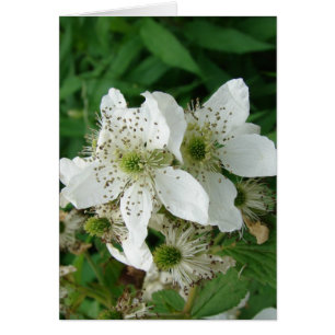 Raspberry Flowers Hälsningskort