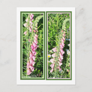 RASPBERRY FOXGLOVE BOKMÄRKEN VYKORT