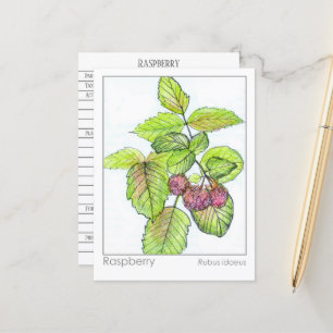 Raspberry Materia Medica Herbal Study Flash Card Vykort