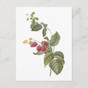 raspberry(Rubus sp.) by Redouté Vykort