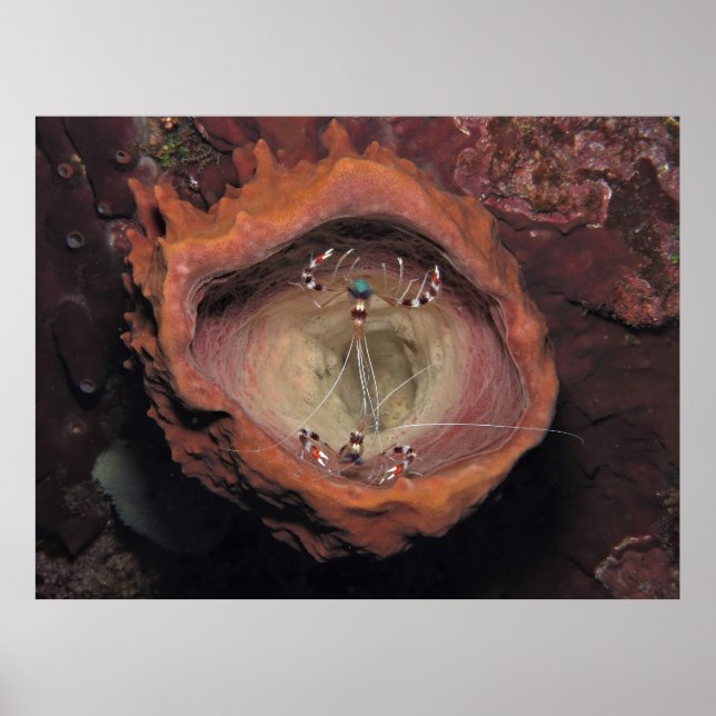 Raster i en svamp poster (Framsidan)