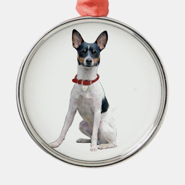 Rat Terrier (A) Julgransprydnad Metall (Framsidan)