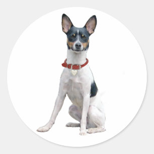 Rat Terrier (A) Runt Klistermärke