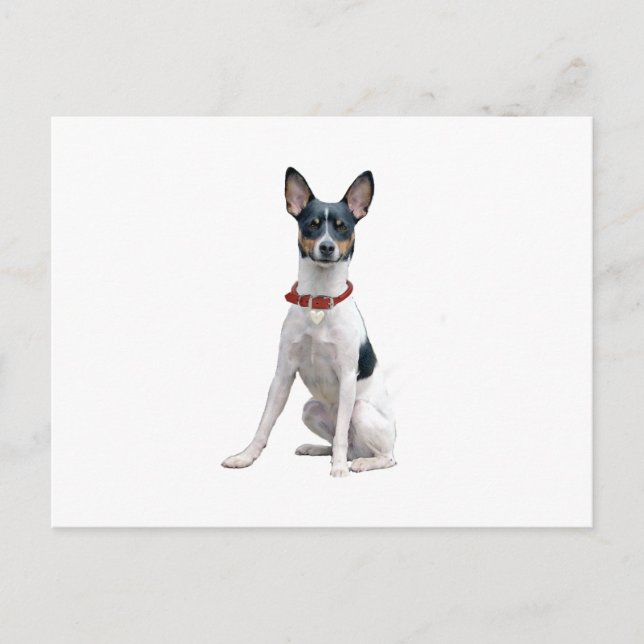 Rat Terrier (A) Vykort (Framsida)