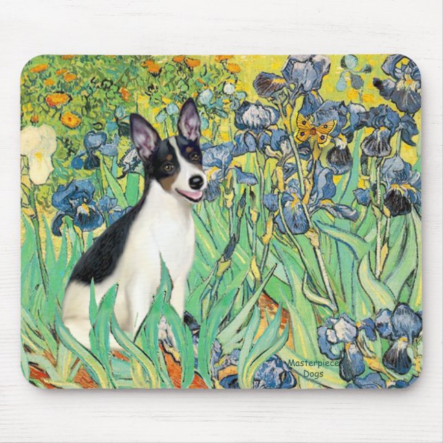 Rat Terrier - Irisar Musmatta (Framsidan)