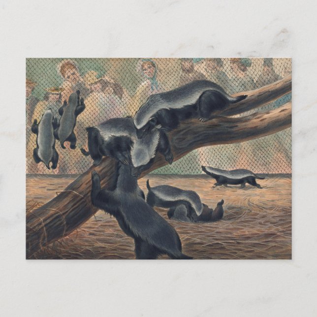 Ratels från Joseph Varg Vykort (Framsida)