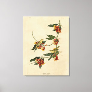 Rathbone (Gult) Warbler Audubon Birds of America Canvastryck