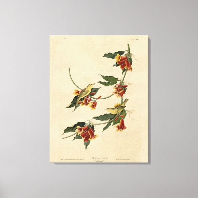 Rathbone (Gult) Warbler Audubon Birds of America Canvastryck (Framsida)