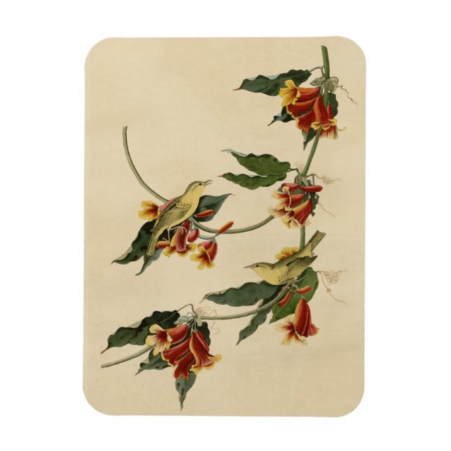 Rathbone (Gult) Warbler Audubon Birds of America Magnet (Vertikal)