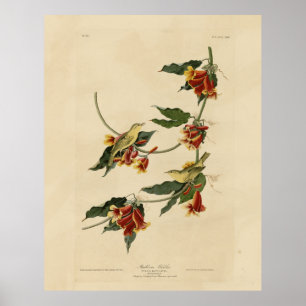Rathbone (Gult) Warbler Audubon Birds of America Poster