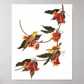 Rathbone's Warbler Sång Bird on Crossvine Poster