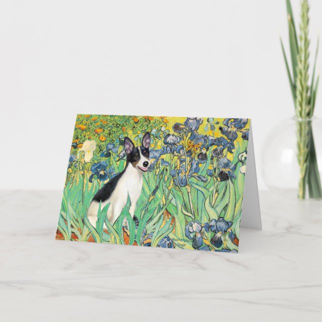 Rått Terrier - Iris Kort (Framsida)