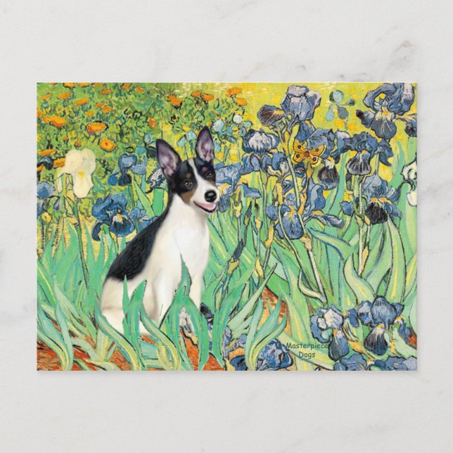 Rått Terrier - Iris Vykort (Framsida)