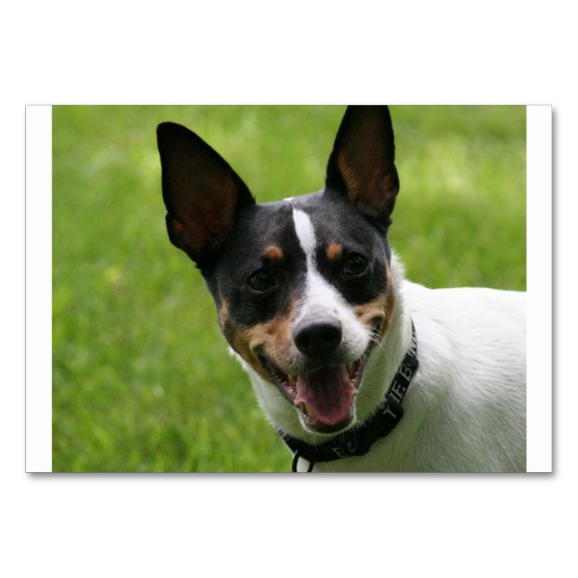 ratt Terrier.png Bordsnummer (Framsidan)