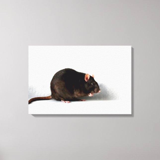 Råtta 24 x 16 (60 x 40 cm)-waccna canvastryck (Framsida)