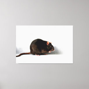 Råtta 60 x 40 (150 x 100 cm)-waccna canvastryck