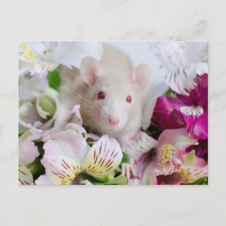 Råtta i blommor. vykort