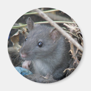 RÅTTA i HÅL Magnet