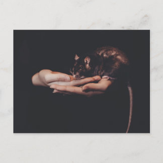 Råtta i hand.. vykort