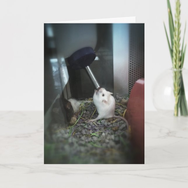 "RÅTTA-kollapsade" tackkort Kort (Framsida)