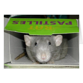 Råtta Pastilles Hälsningskort