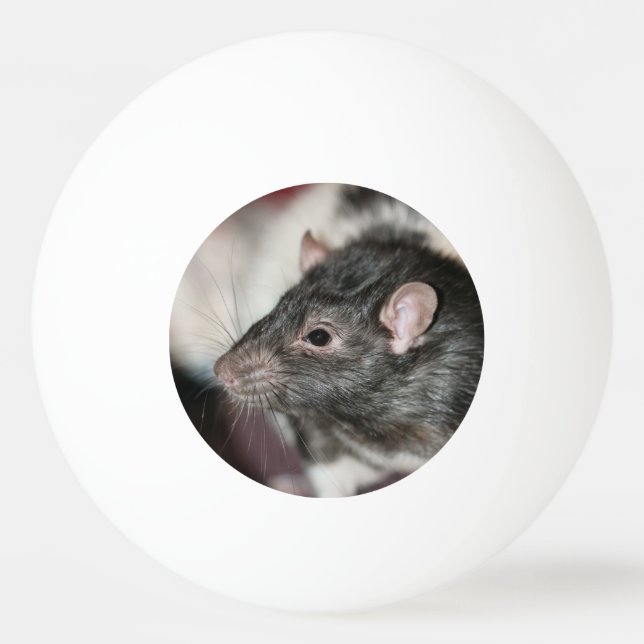 Råtta Pingisboll (Framsidan)