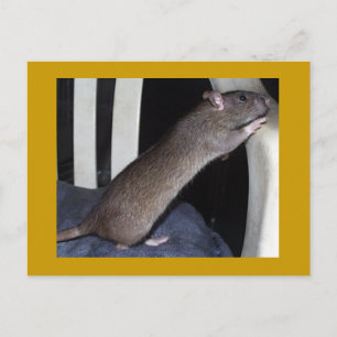 RÅTTA POSTCARD VYKORT