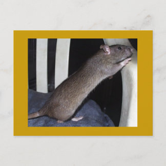 RÅTTA POSTCARD VYKORT
