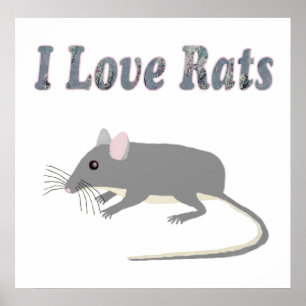 Råtta Poster