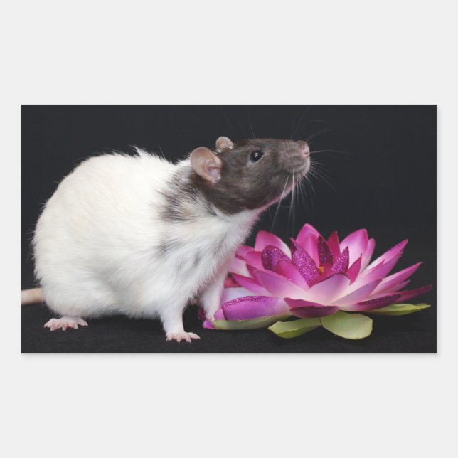 Råtta Stickers Rektangulärt Klistermärke (Framsida)