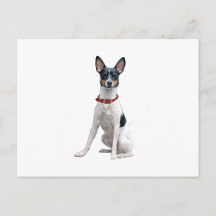 Råtta Terrier (A) Vykort