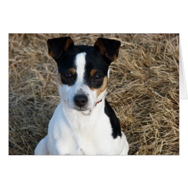 Råtta Terrier Hälsningskort (Framsidan Horizontal)