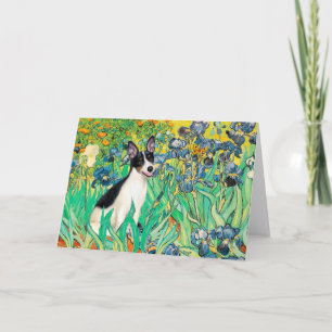Råtta Terrier - Irises Kort