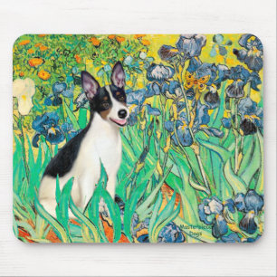 Råtta Terrier - Irises Musmatta