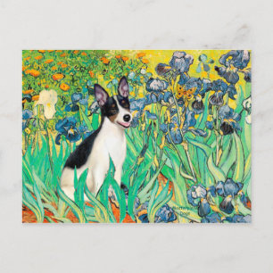 Råtta Terrier - Irises Vykort