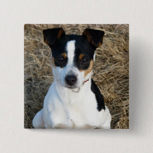 Råtta Terrier Knapp
