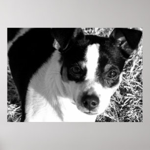 Råtta Terrier Poster