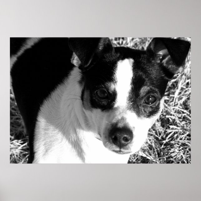 Råtta Terrier Poster (Framsidan)