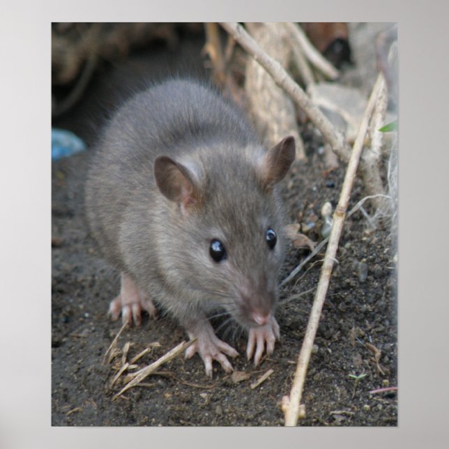 Råtta-utskrift för Unga Vilder Poster (Framsidan)