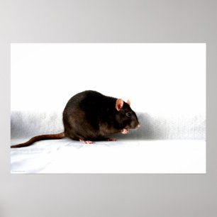 Råtta, wapcnm poster