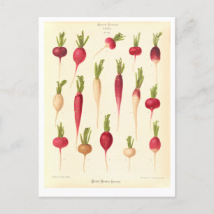 Rättikor Botanisk illustration från frökatalog Vykort