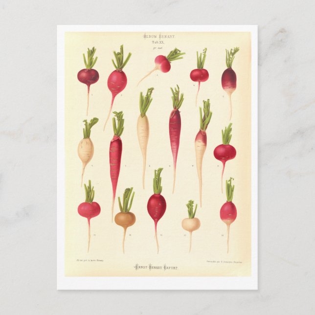 Rättikor Botanisk illustration från frökatalog Vykort (Framsida)