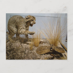 Rattle Snake vs Bobcat Postcard Vykort