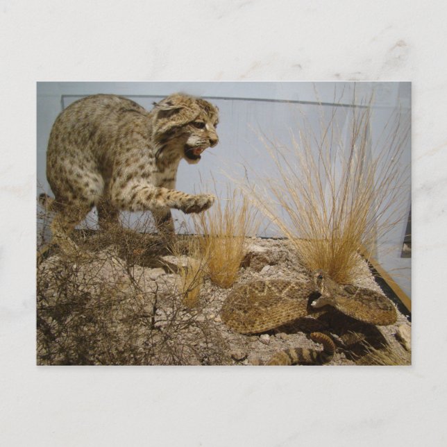 Rattle Snake vs Bobcat Postcard Vykort (Framsida)