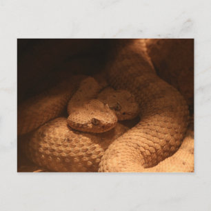 Rattle Snakes Vykort