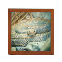 Rattlesnake