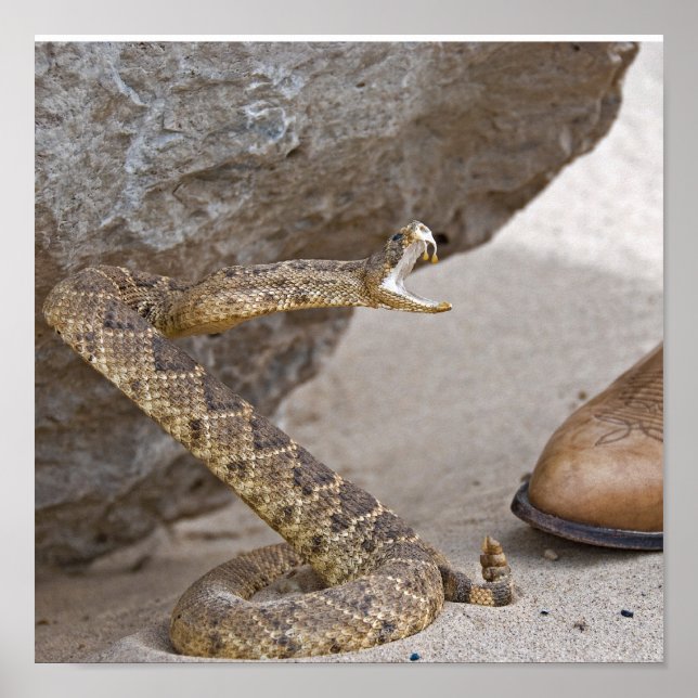 Rattlesnake Attack Poster (Framsidan)