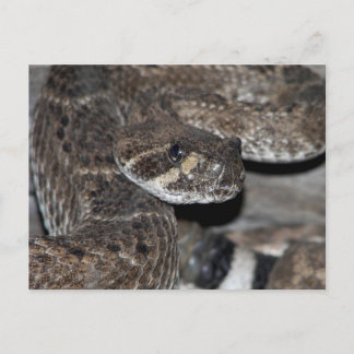 Rattlesnake Close-up Shot. Vykort