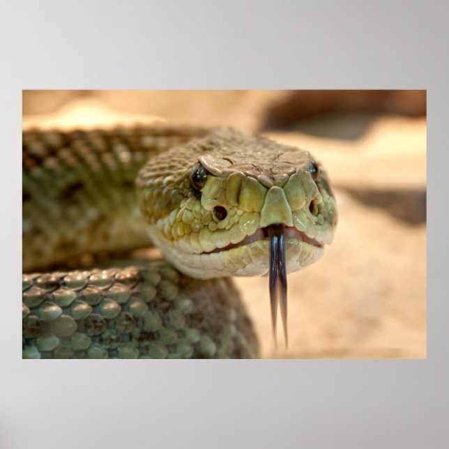 Rattlesnake Closeup Photo Poster (Framsidan)