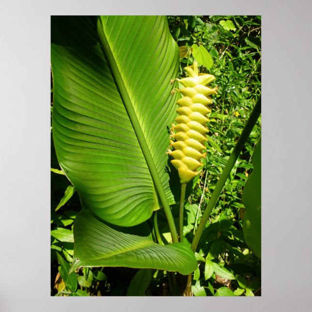 Rattlesnake Ginger Poster (Framsidan)